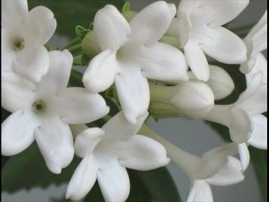 flower-jasmine
