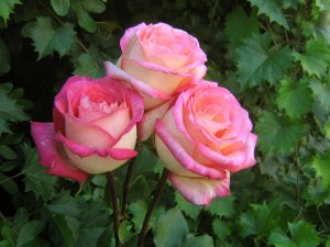 roses_bouquet_3523